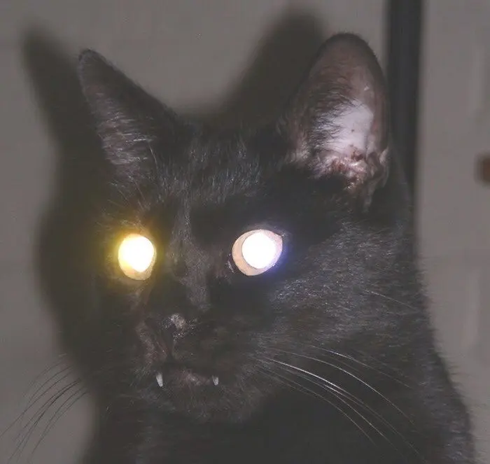 from_wee OnlyFans Leaks